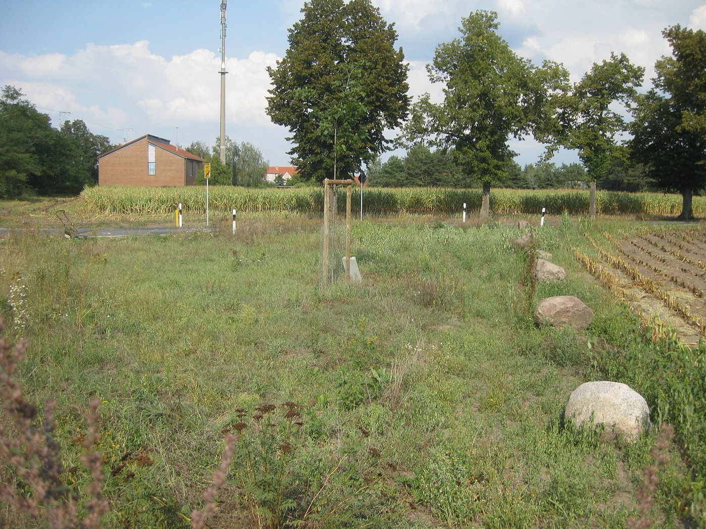 Prairie fleurie sauvage en été